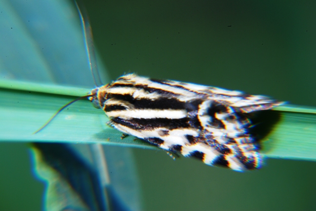 Sconosciute - Emmelia trabealis e Callophrys rubi